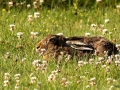 Highly Commended - Bernie Webb - You Can't See Me