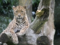 Highly Commended - Gillian Smithson - At Ease