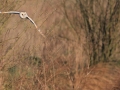 2nd Prize - Norman Wyatt - Barn Owl