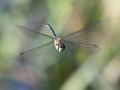 Highly Commended - Norman Wyatt - Migrant Hawker