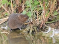 Highly Commended - Norman Wyatt - Water Vole