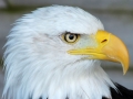Students 2nd Prize - Thomas Payne - Sam the Bald Eagle