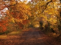 Public Choice 2nd Prize - Bernie Webb - Road to Wheatfen