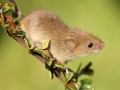 Public Choice 1st Prize - Roy Aldous - Harvest Mouse