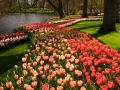 Highly Commended - Tulip Highway - Bernie Webb