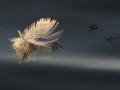 2nd Prize - Floating Feather - Norman Wyatt