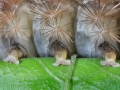 Highly Commended - Caterpillar Toenails - Jonathan Orland