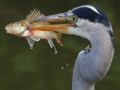 Public Choice 2nd Prize - Catch Of The Day - Norman Wyatt