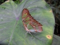 Public Choice 5th Prize - Butterfly - Becky Orland