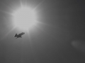 Students 2nd Prize - Flying A Kite - Meaghan Fisk