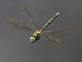 2nd Prize - Dragoncopter, Bernard Webb