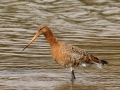 Highly Commended - Black Tailed Godwit, Bernard Webb