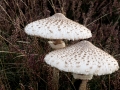 Highly Commended - Perfect Parasols, Bernard Webb