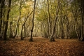 Highly Commended - Autumn Colours, Maria Lewis