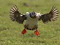Public Choice 3rd Prize - Flaps Down, Bernard Webb