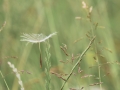 Students 2nd Prize - Floating in the Wind, Meaghan Fisk