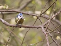 Students 3rd Prize - Building a Nest, Meaghan Fisk