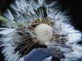 Students Highly Commended - Seed Head, Elizabeth Chapman