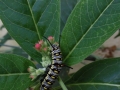 Students Highly Commended - Caterpillar, Becky Orland