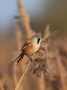 1st Place - Bearded Tit - Norman Wyatt