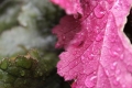 Students 2nd Place - Raindrops - Rhianna Sturman