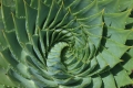 U18's 1st Place -	A Spiral of Spikes – Becky Orland