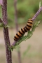 U18's Highly Commended - Cinnabar Moth Caterpillar – Becky Orland