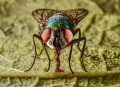 3rd Place - Fly's Eyes - Jonathan Orland