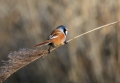 2nd Place - Balance Of Nature - Norman Wyatt