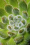 2nd Prize - Mmmm Succulent... - Becky Orland