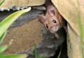 1st-Garden-Visitor-Woodmouse