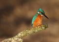5th-Out-on-a-limb