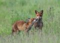 1st-Place-Two-Foxes