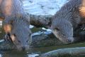 3rd-Place-Two-Otters