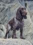 A Very Wet Spaniel - Julie Wood