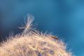 Dandelion - Jonathan Orland