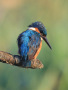 Bedraggled Kingfisher - Norman Wyatt