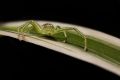 Green-crab-spider - Jonathan Orland