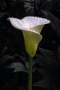 2nd - Jonathan Orland - After the rain