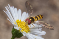 3rd - Jonathan Orland - Hoverfly on daisy
