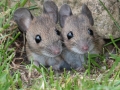 1st Place - Two Mice - Norman Wyatt