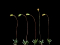 Joint 3rd Place - Moss Macro - Jonathan Orland
