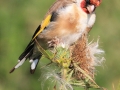 3rd Place - Goldfinch - Norman Wyatt