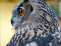 Commended Eagle Owl - Tricia Gunson