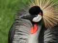 Highly Commended - Love the new hairdo - Barry Parker