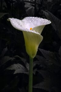 2nd - Jonathan Orland, After the rain